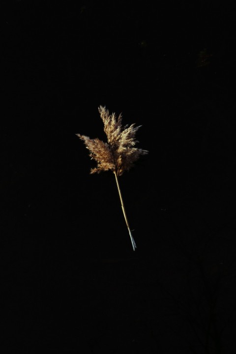 brown leaf in black background