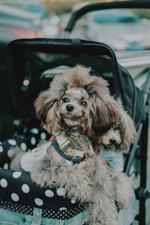 long coated gray dog in stroller