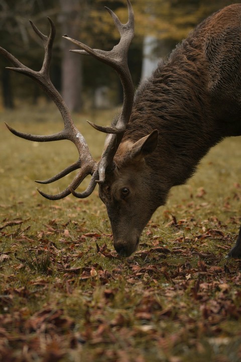 a close up of a deer with antlers in a field