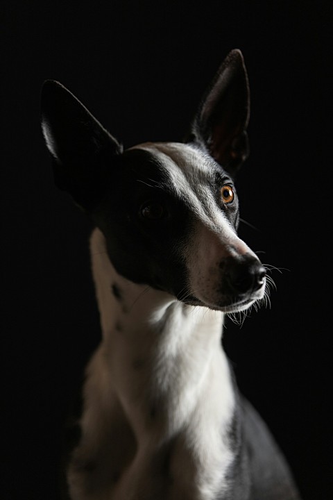 black and white short coated dog