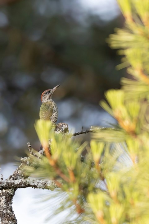 a small bird perched on a branch of a pine tree NHVlnh5L