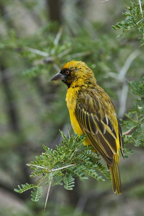 yellow and black bird on green plant