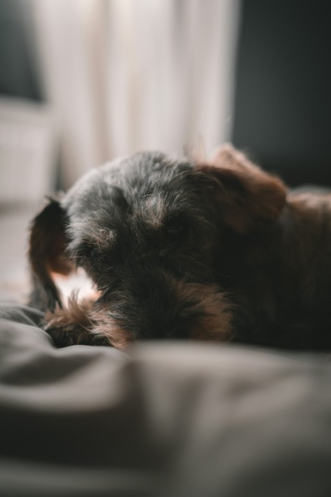 black and brown long coated small dog on bed