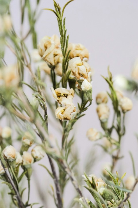 white flower in tilt shift lens