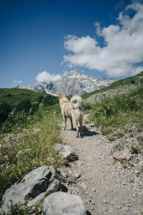 adult white siberian husky on stone road mountain and mountains at the distance