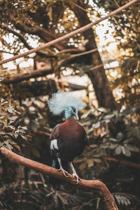 maroon bird standing on tree J7424lT_e