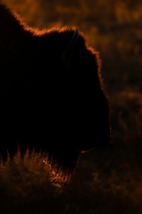 a close up of a bisons head at sunset