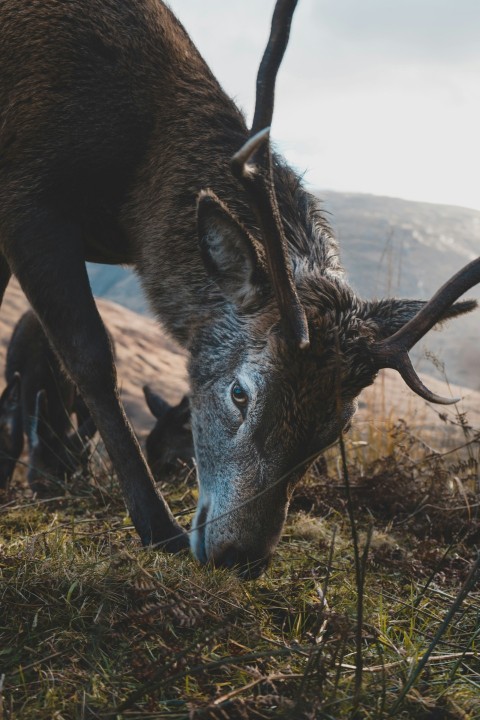 closeup photography of brown deer dcT6