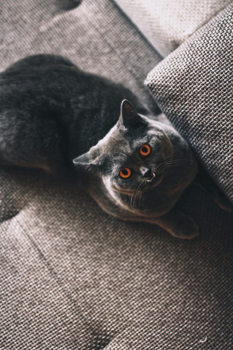 short coated black cat on gray fabric seat