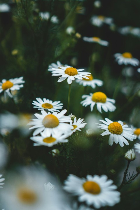 a group of white flowers