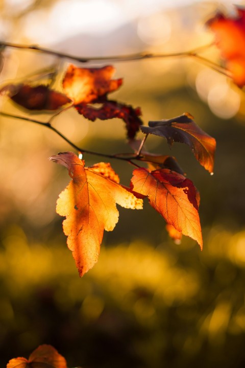 close up of leaves