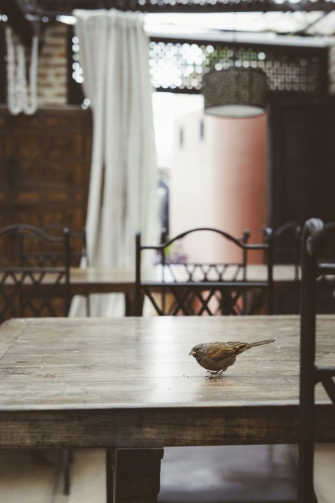 gray bird on brown wooden table Xgxi1g