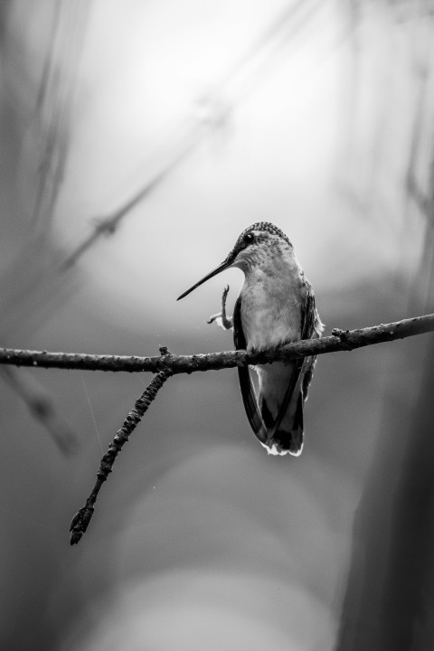 a black and white photo of a bird on a branch