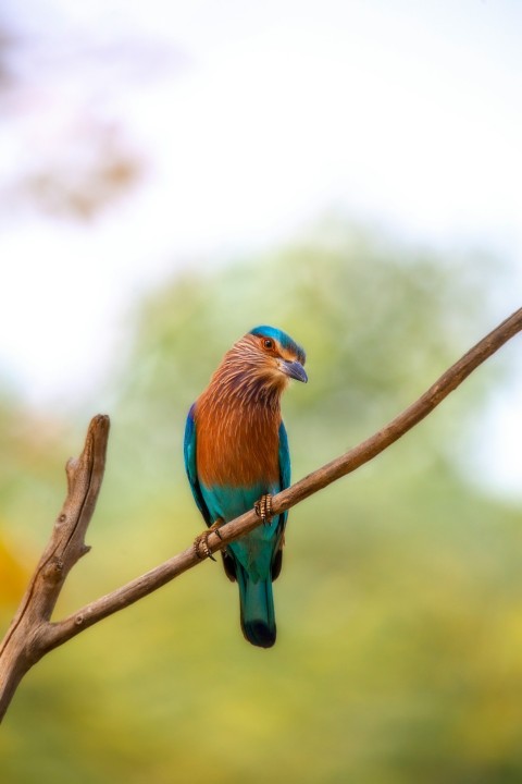 blue and brown bird on brown tree branch during daytime