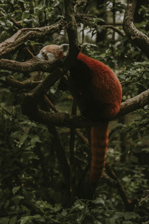 red panda on tree