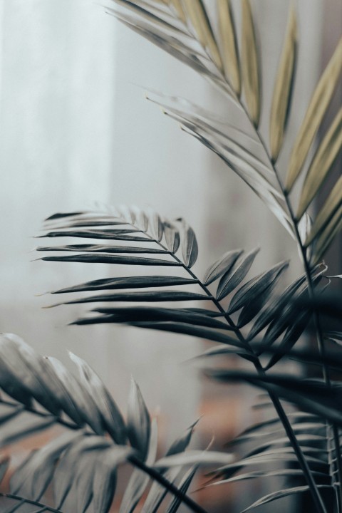 a close up of a plant with a blurry background