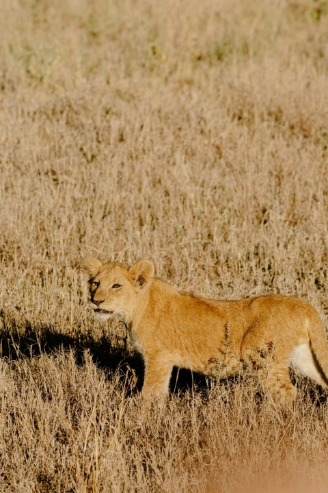 brown lioness on brown grass field during daytime