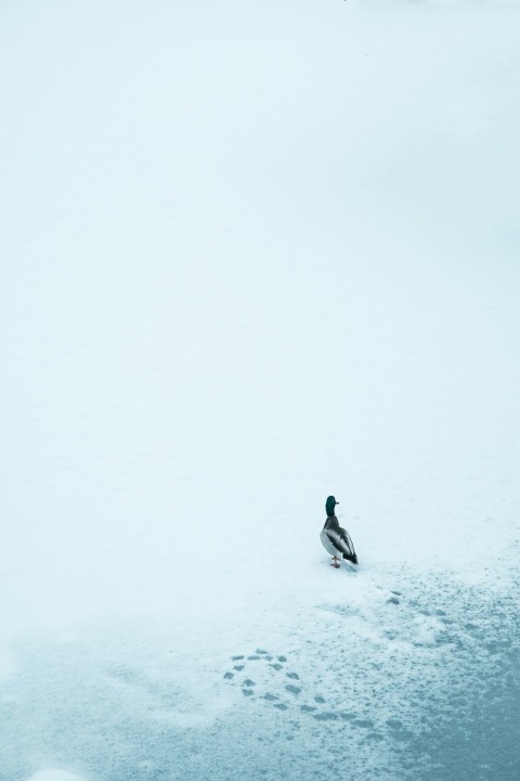 a bird is standing in the middle of the snow