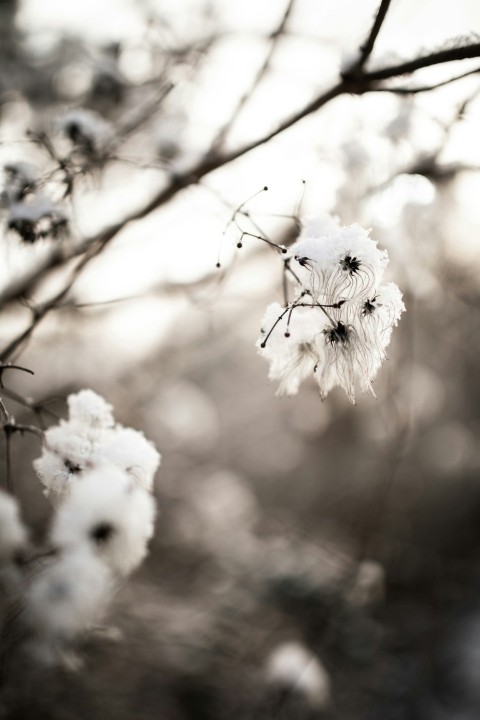 white flower in tilt shift lens