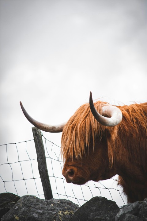 brown bull on focus photography 0