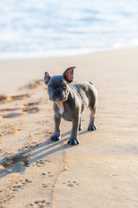 a small dog standing on top of a sandy beach