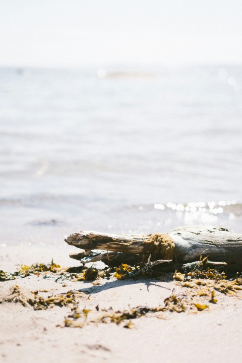 brown wooden log across body of water