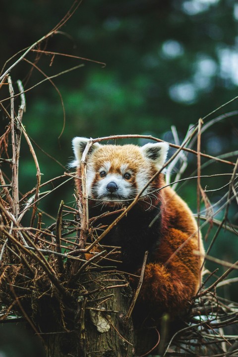 red panda on tree