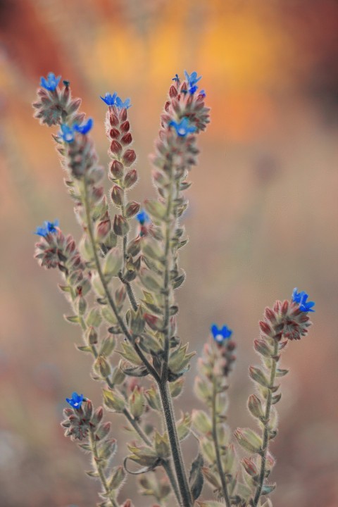 a close up of a plant with blue flowers 0Ea