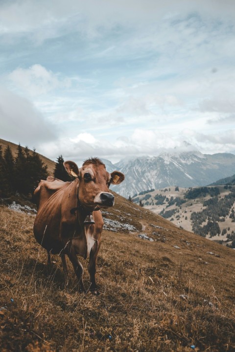 brown cow standing on top of a hill