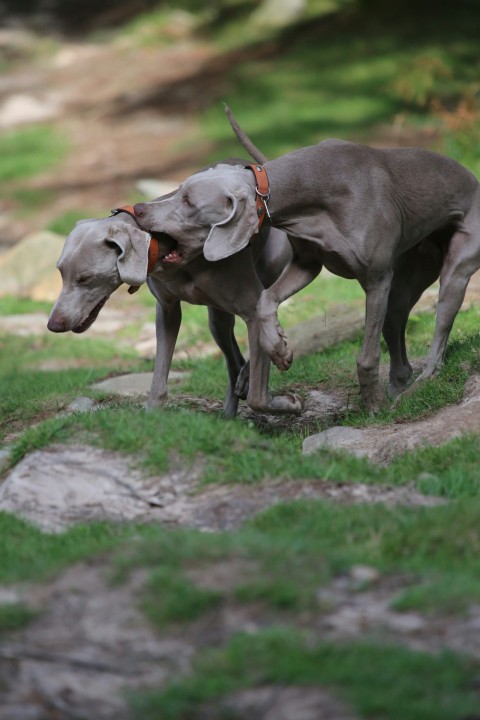 two short coated grey dogs