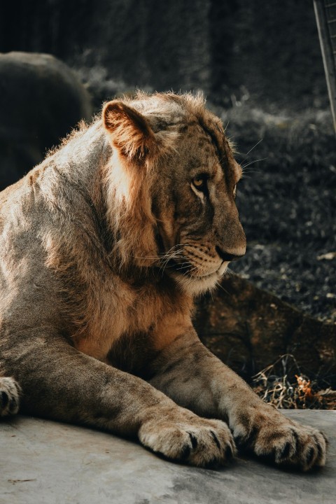 brown lion lying on gray rock