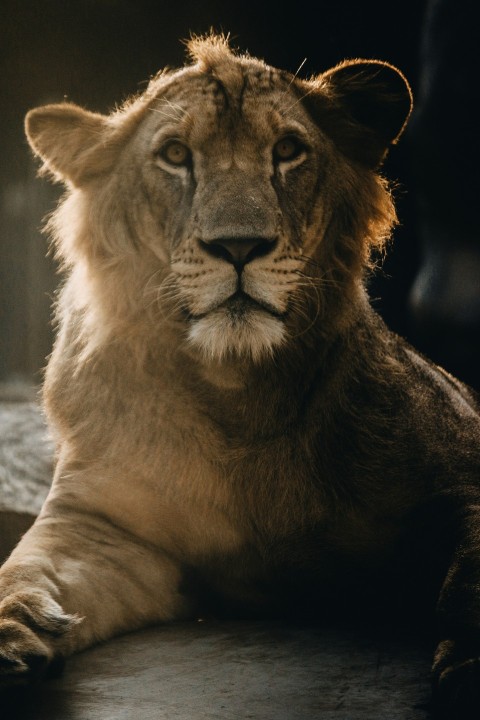 lion animal