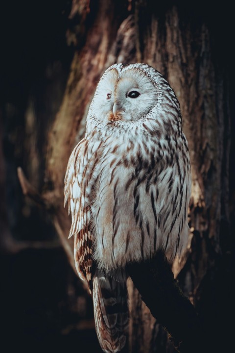 an owl is sitting on a tree branch 55y