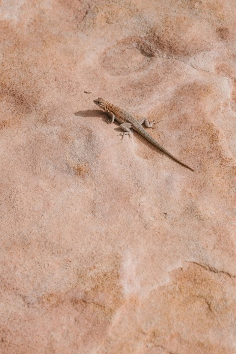 a lizard on a persons skin