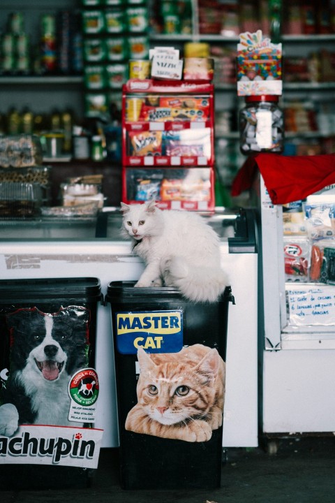 a cat sitting on top of a trash can in a store