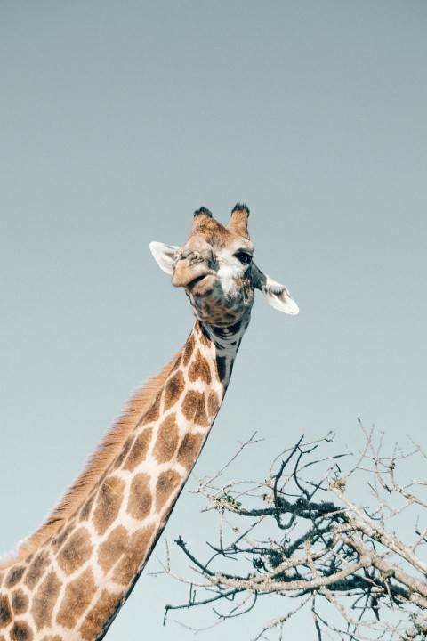 low angle photo of giraffe