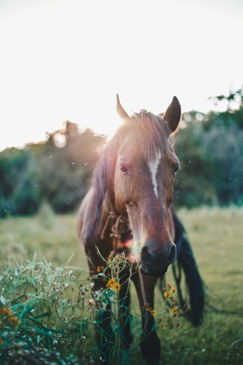 brown horse eating grass during daytime TaY