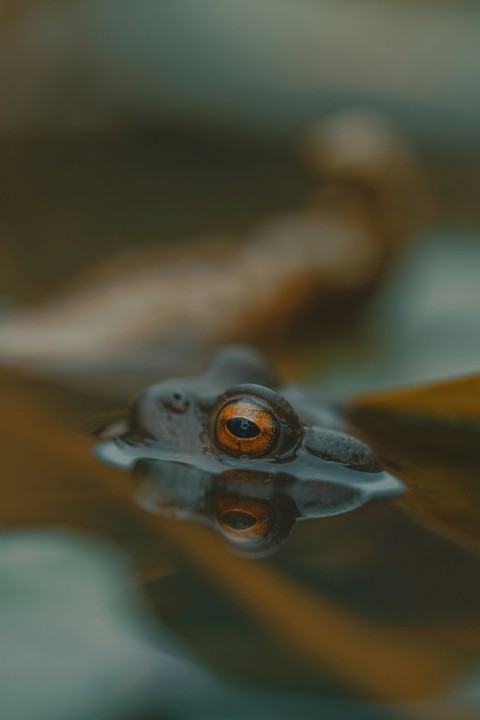 a close up of a frogs face in water