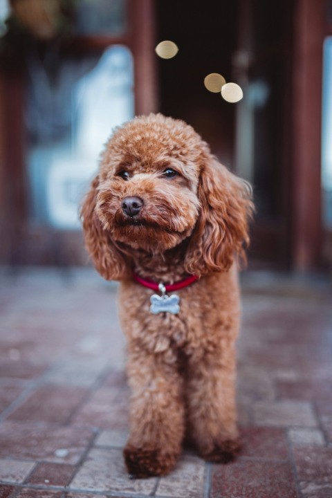 brown poodle on brown wooden floor k64ogD