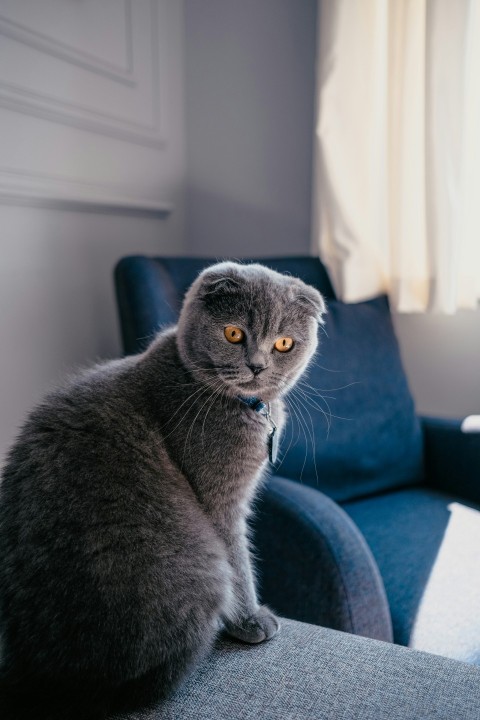 a cat sitting on a chair