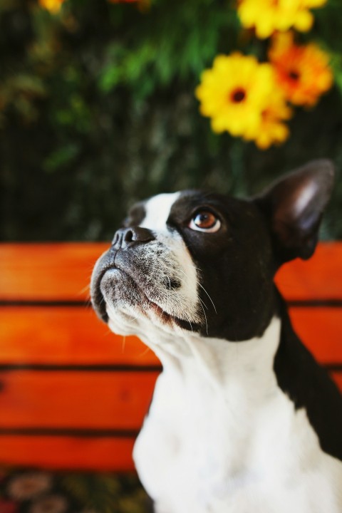 black and white boston terrier