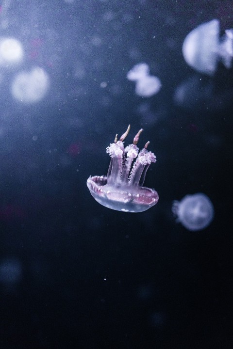 a jellyfish floating in the water with jellyfish around it