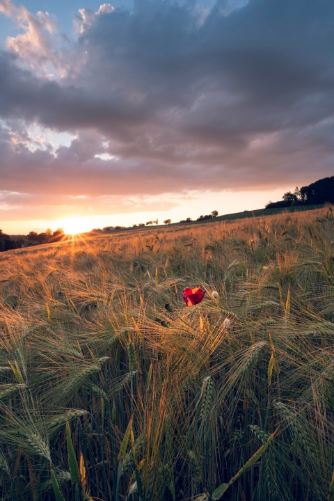 red and black bird on green grass field during sunset 8m m