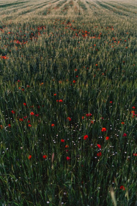 red flower field during daytime