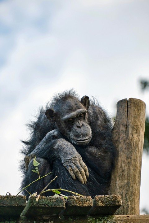 a gorilla sitting on a log 7