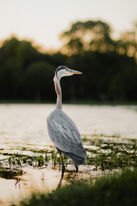 a bird standing in water X