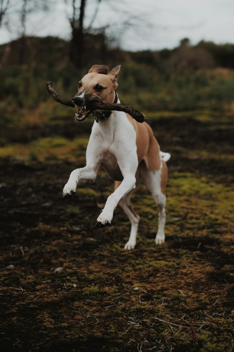 dog carrying log 0