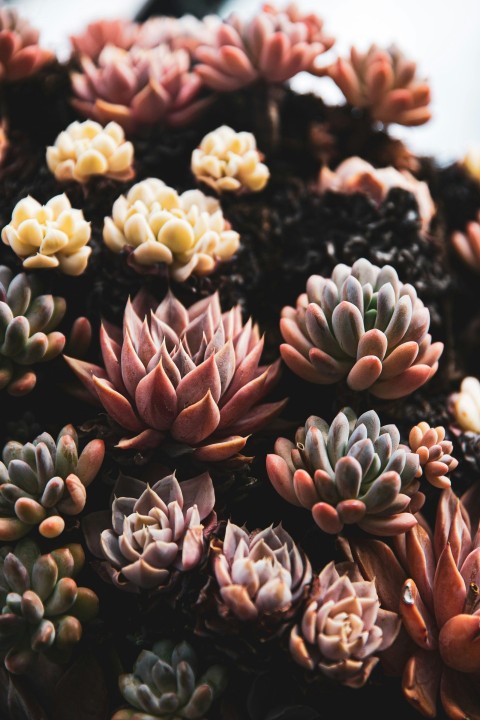 close view of succulents q