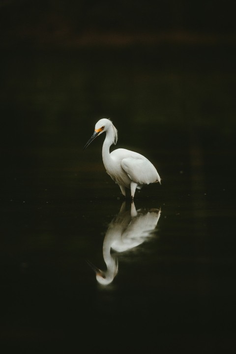 white bird on water 3