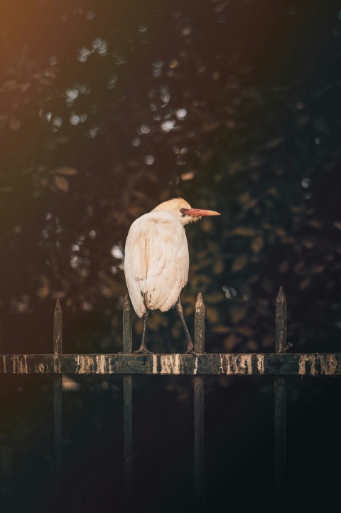 a white bird is standing on a fence GM5b2jUH